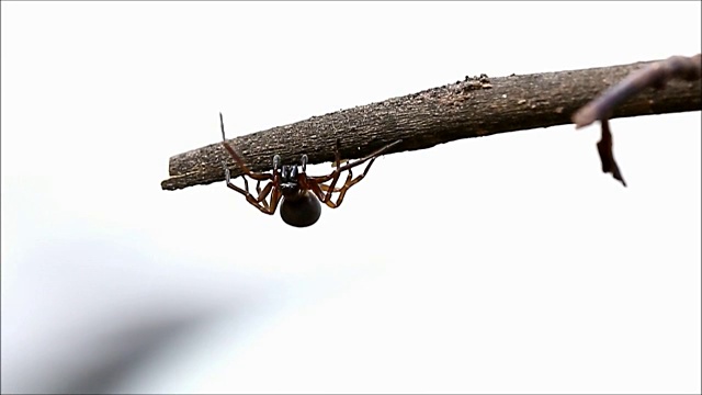 棕色的蜘蛛孤立视频下载