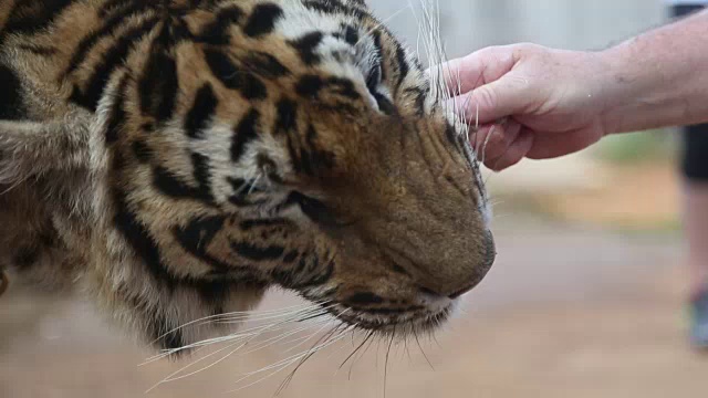 手喂老虎视频下载