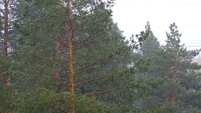 飓风雨树视频素材