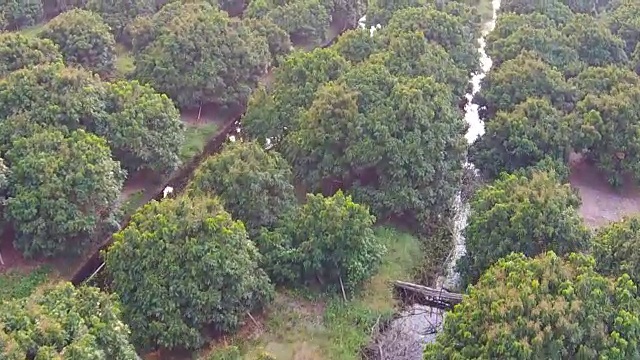 龙眼、荔枝水果农业航拍视频素材