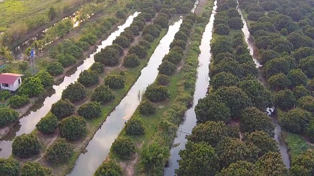 龙眼、荔枝水果农业航拍视频素材