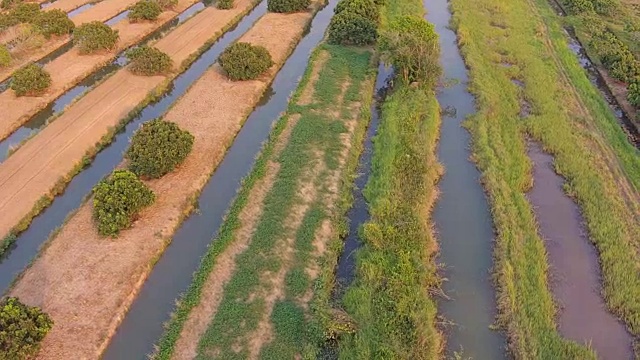 龙眼、荔枝水果农业航拍视频素材