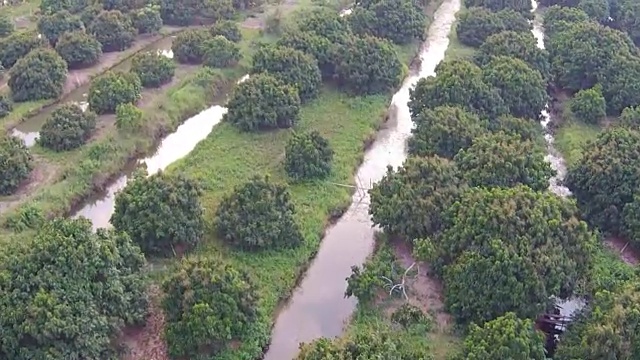 龙眼、荔枝水果农业航拍视频素材