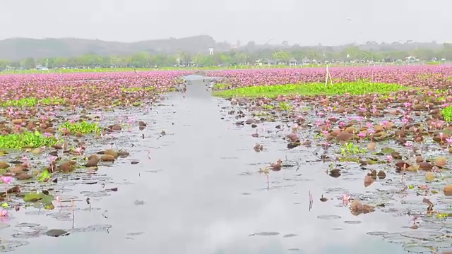 莲花集团视频素材