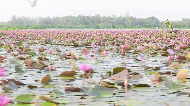 渔民与船在粉红荷花的海上视频素材