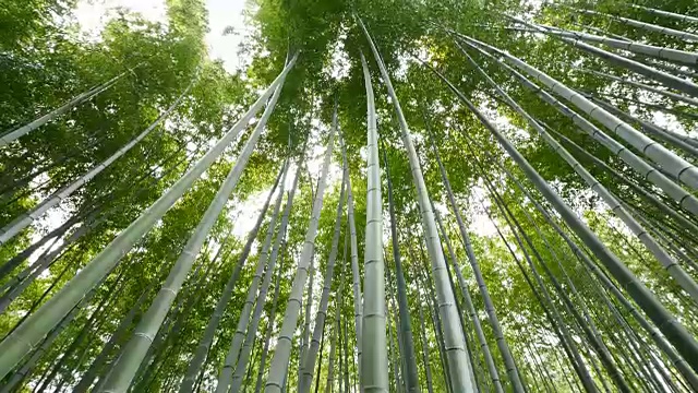 竹林的倾斜视图，岚山，日本京都视频素材