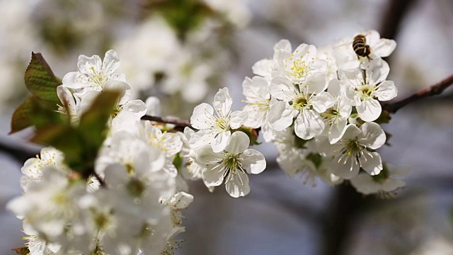 蜜蜂为樱桃树花授粉视频素材