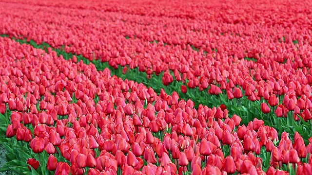 郁金香花海视频素材