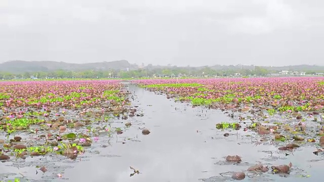 莲花集团视频素材