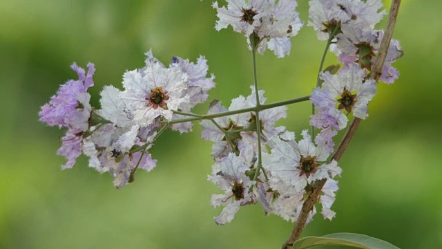 热带紫薇花随风摇曳视频素材