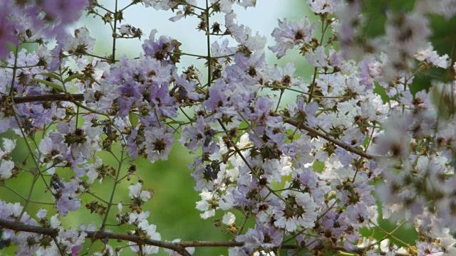 热带紫薇花随风摇曳视频素材