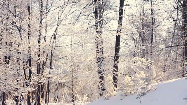 冬天的风景。森林里的冬天多雪。冬季森林淘金视频素材