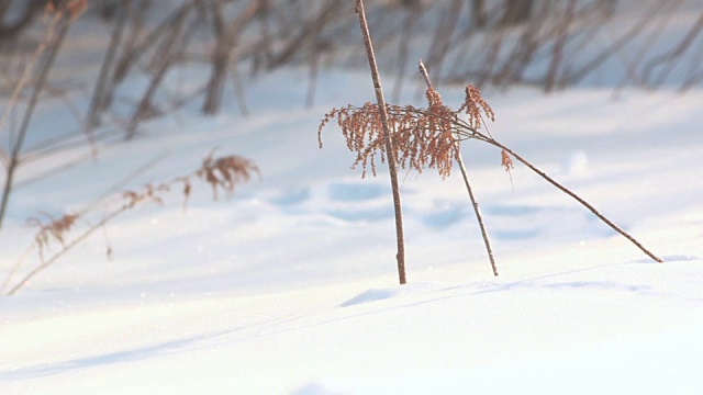 雪中的干燥植物。在雪草。冬天雪地上的干草视频素材