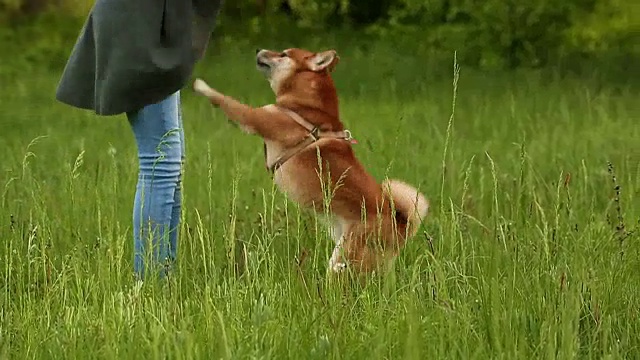 女孩和狗狗柴犬玩耍视频素材