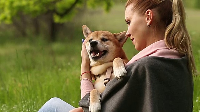 女孩咬耳犬柴犬视频素材