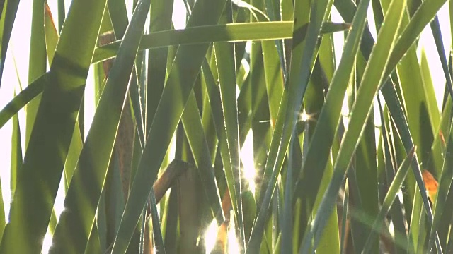 绿色的芦苇藤叶在水面上闪闪发光视频下载