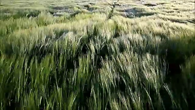 小麦被高支努克风吹动视频下载