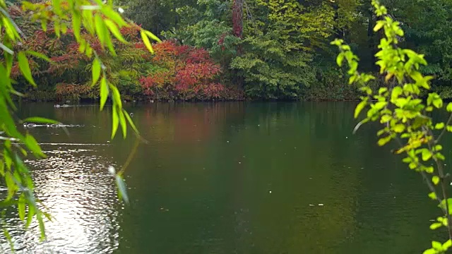 鸭子在湖上游泳视频素材