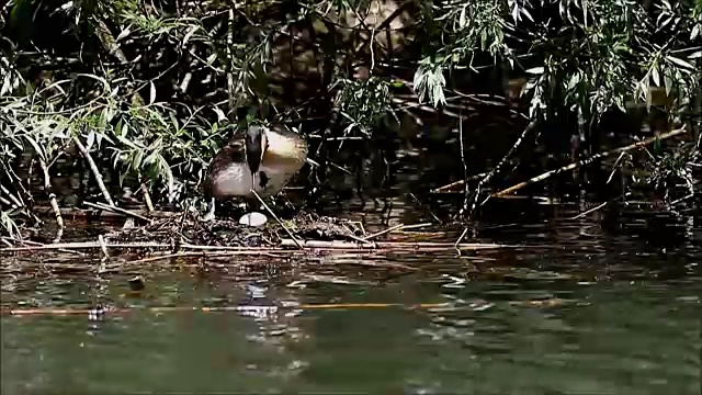 在巢中孵化的大冠毛鸊鷉视频下载