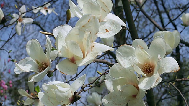 白玉兰花视频素材