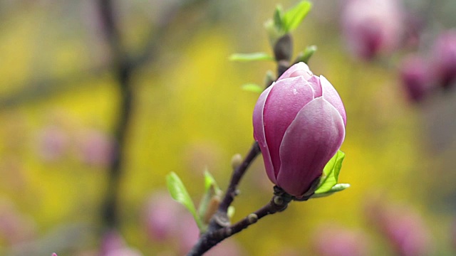 粉红色的玉兰花视频素材