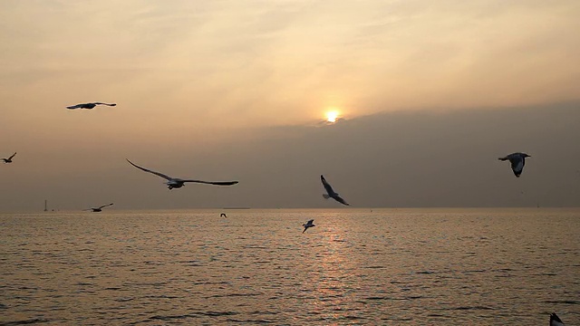 邦浦海滩上的海鸥和日落视频素材