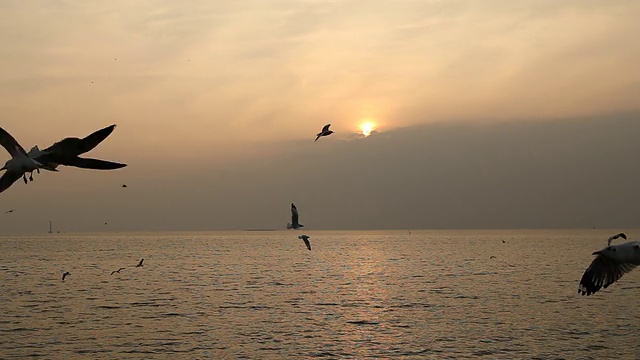 邦浦海滩上的海鸥和日落视频素材