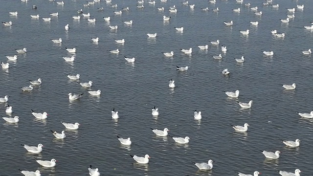 海鸥在浜浦海滩的海面上游泳视频素材