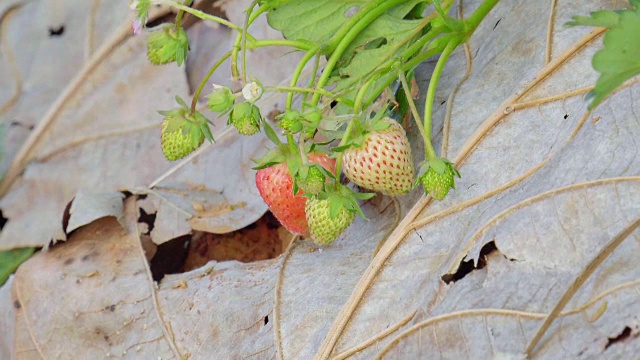 种植园里的草莓视频素材