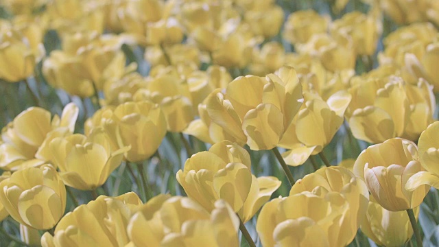 郁金香花，昭和纪念公园，日本东京视频素材