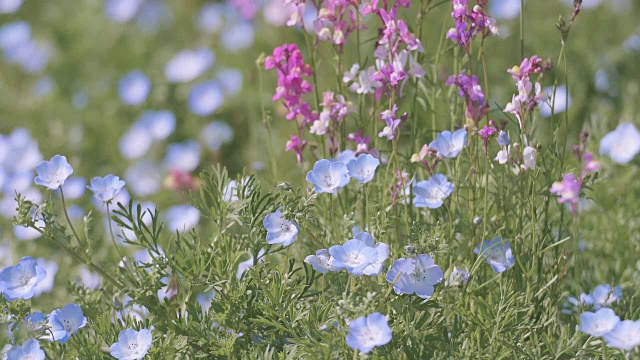 Nemophila Flowers，昭和纪念公园，日本东京视频素材