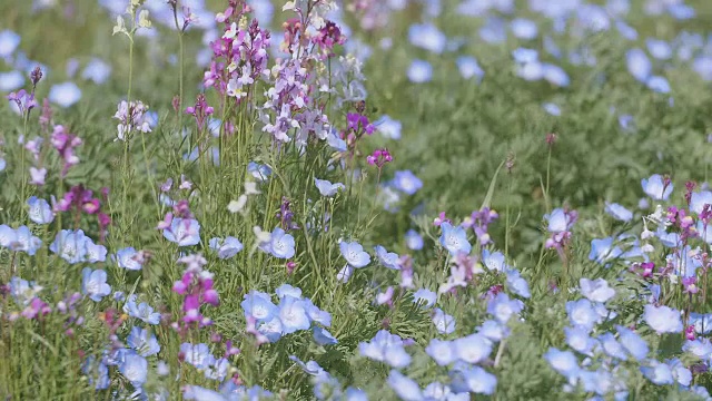 Nemophila Flowers，昭和纪念公园，日本东京视频素材