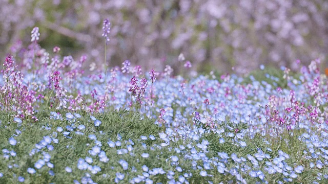 Nemophila Flowers，昭和纪念公园，日本东京视频素材