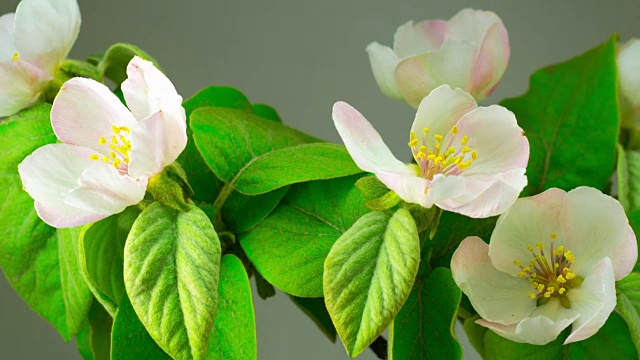 白苹果树花。视频素材