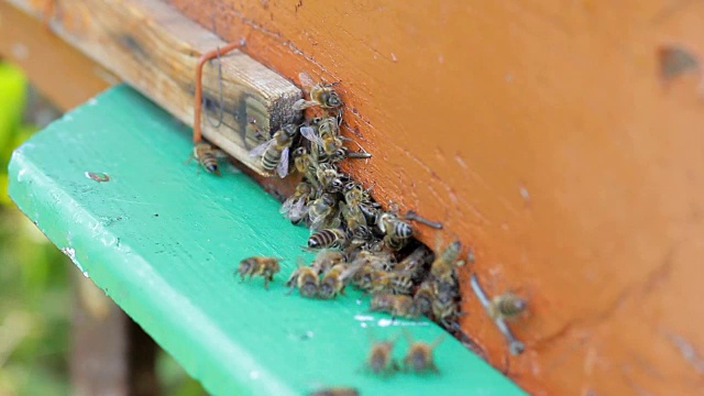 守卫蜂房入口的蜜蜂与其他蜂群的蜜蜂战斗视频下载