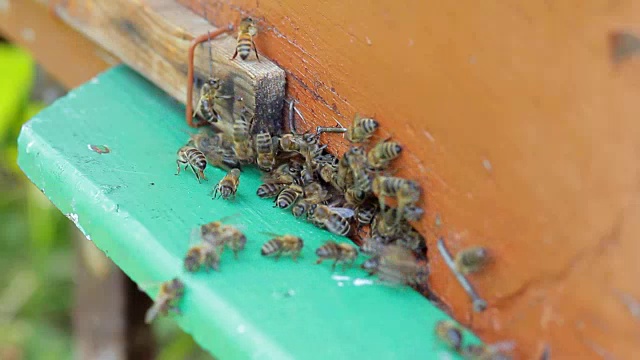 蜜蜂在蜂箱入口打架视频下载