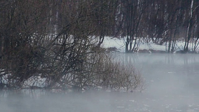 森林河在冬天。寒冷的天气。雪覆盖了河岸。雾在河视频素材