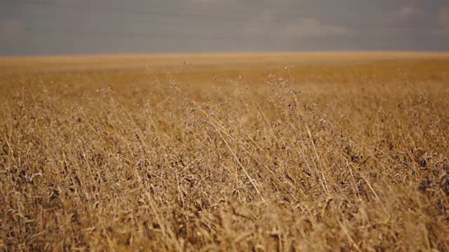 长满小麦的土地视频素材