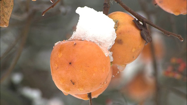 白雪覆盖了一个挂在柿子树上的柿子。视频素材