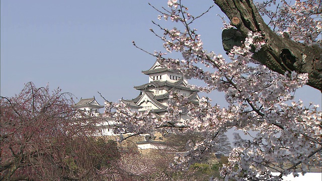 日本姬路城附近，樱花在树上盛开。视频素材