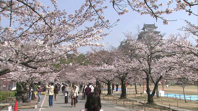 在日本，游客们走在樱花盛开的人行道上。视频素材