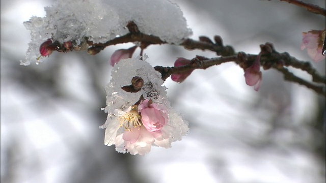 雪覆盖了樱花。视频素材