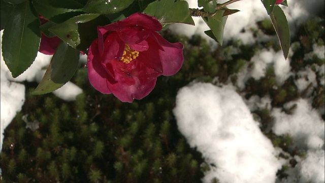 日本京都一座寺庙里的山茶花被白雪覆盖。视频素材