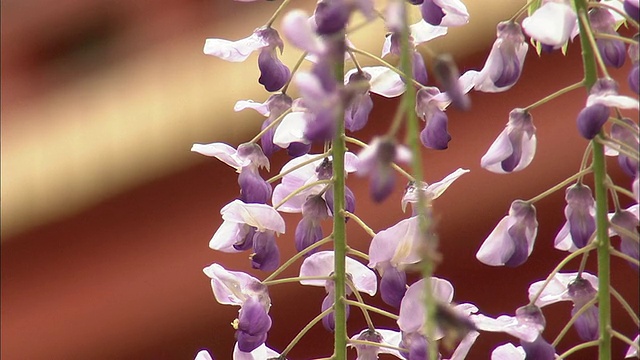 紫藤花悬挂在日本奈良的霞须神社附近。视频素材