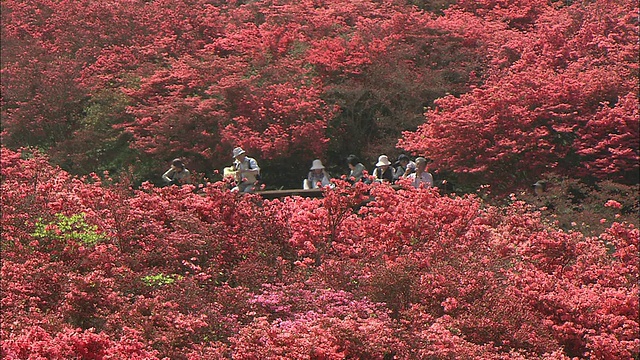 游客们从高处欣赏杜鹃花。视频素材