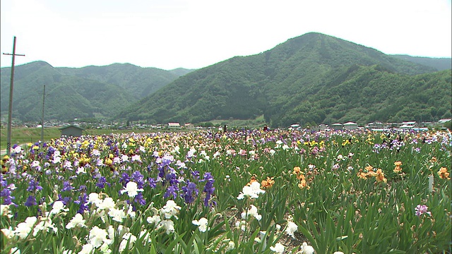 群山耸立在德国鸢尾的田野上。视频素材