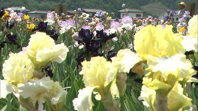 在日本长野，黄色的德国鸢尾在微风中轻轻摇曳。视频素材