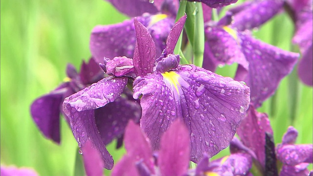 雨滴在鸢尾花上闪烁。视频素材