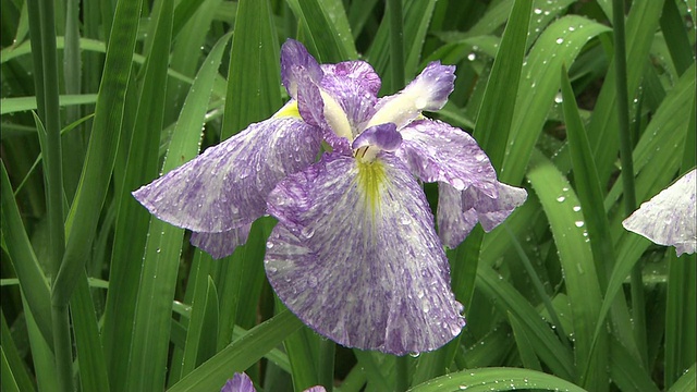 雨滴在鸢尾花上闪烁。视频素材