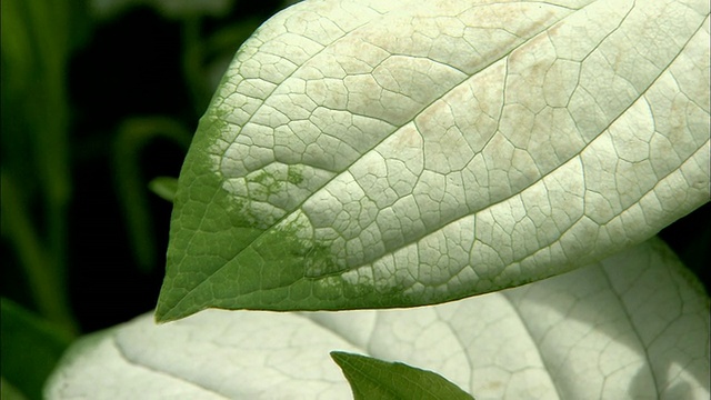 这种植物的斑驳的叶子在明亮的阳光下闪闪发光。视频素材